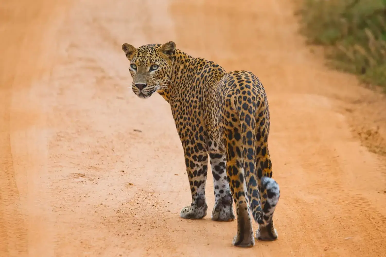 Wildlife Tours