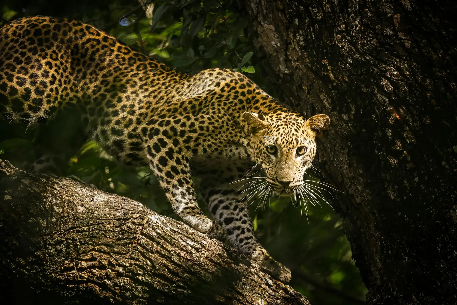 The Leopard’s Kingdom Expedition